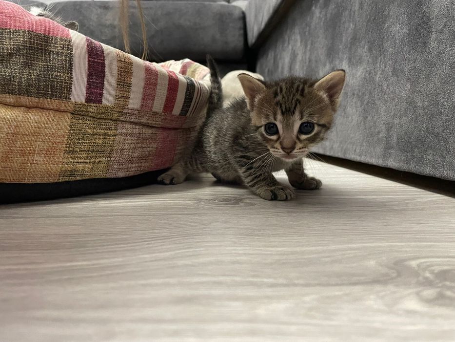 Motanel si mamica spre adoptie