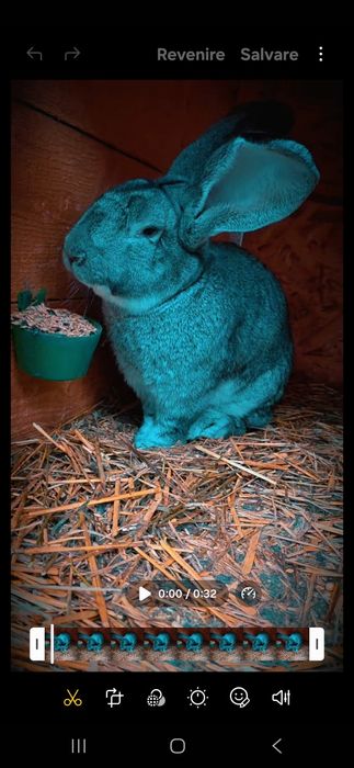 Disponibili Urias German Chinchila