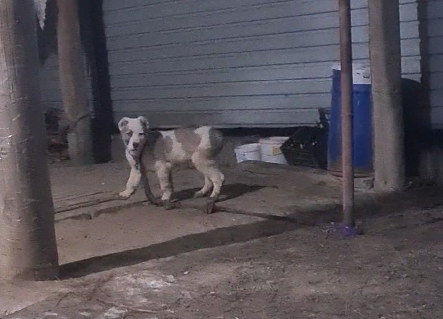 Продам щенка 3 месяц