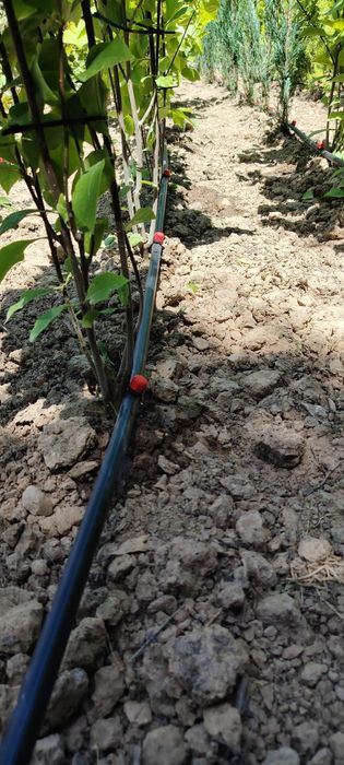 Tomchilatb sug'orish tizimi  Система капельного орошения