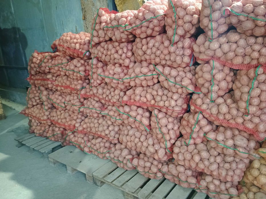 De vânzare cartofi consum Carera sí Bellaroza