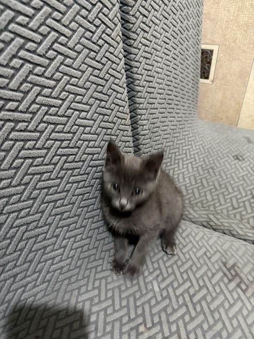 Котенок, кошечка