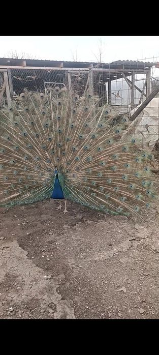 Pene de paun diferite culori