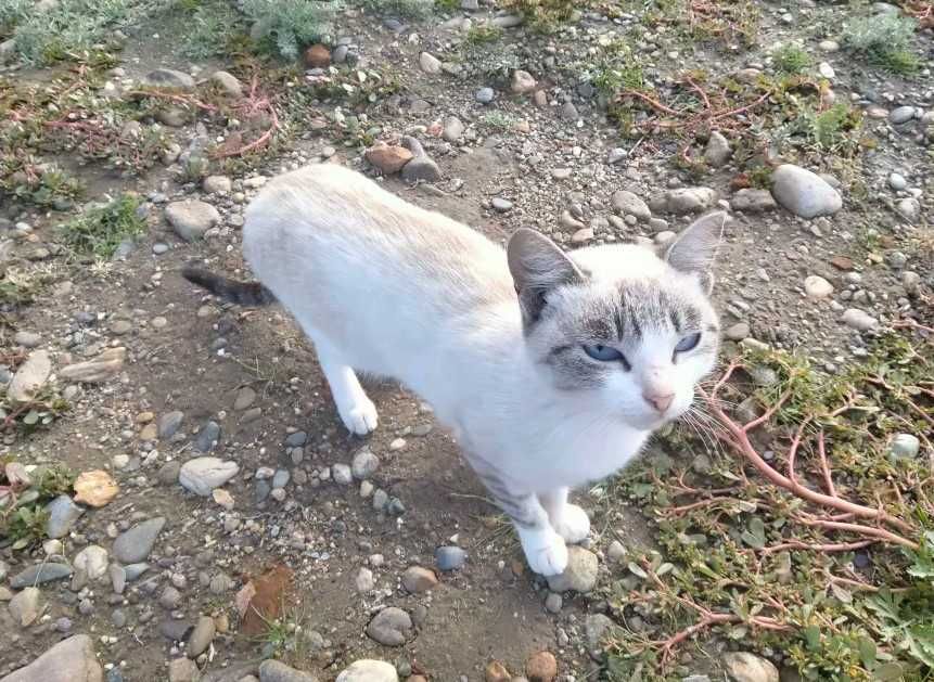 Отдам кошек в добрые руки