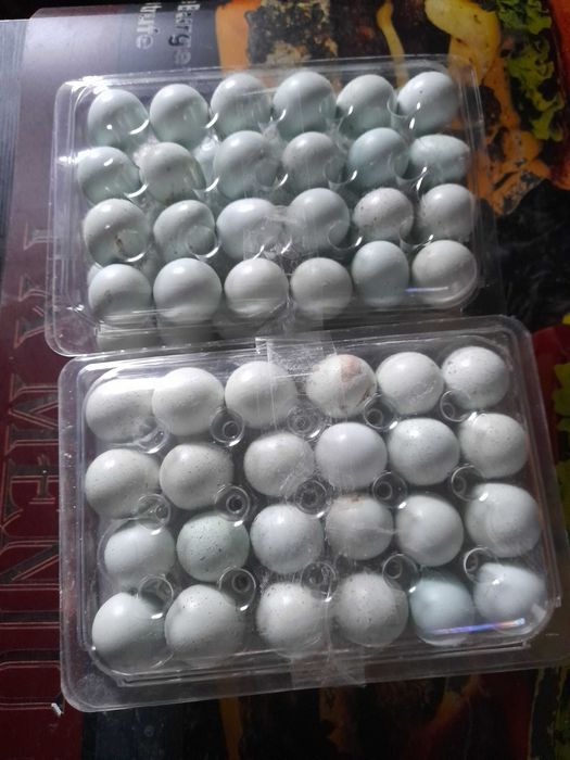 Oua caledon albastre, tuxedo ,polar,jumbo gold, japoneza