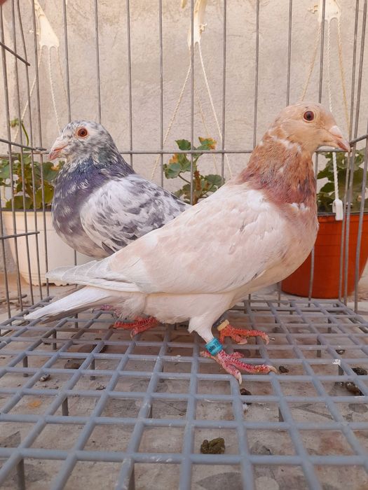 Porumbei voiajori colorați