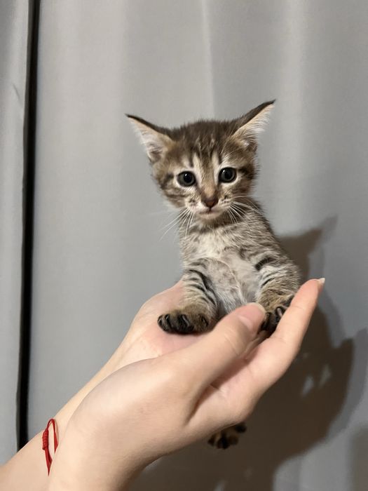 Отдам котят в добрые руки