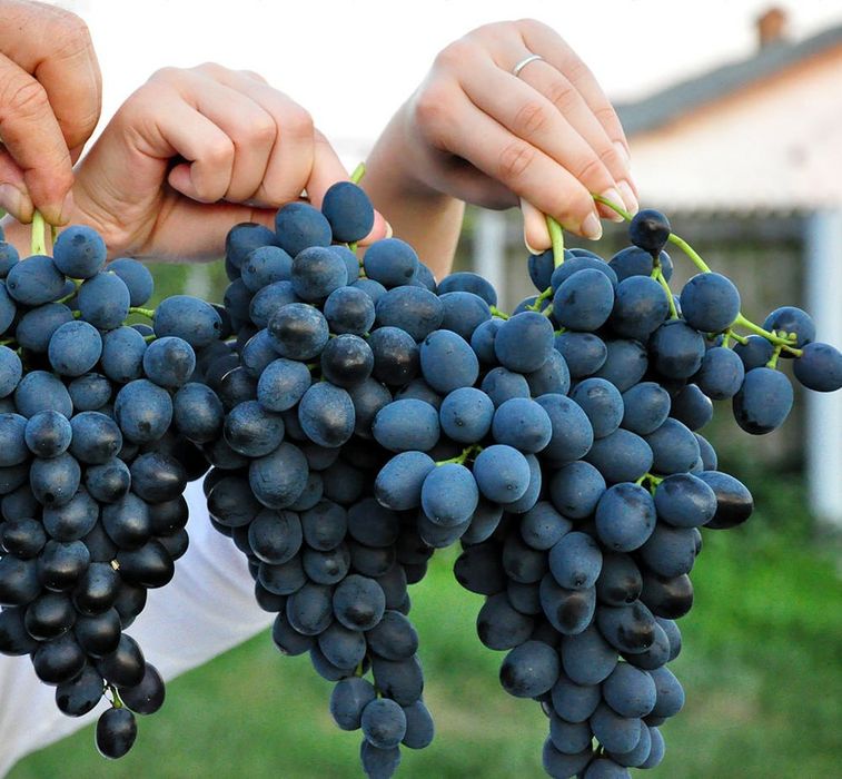 Vita de vie nobila altoita Neagra de masa  (12 soiuri)