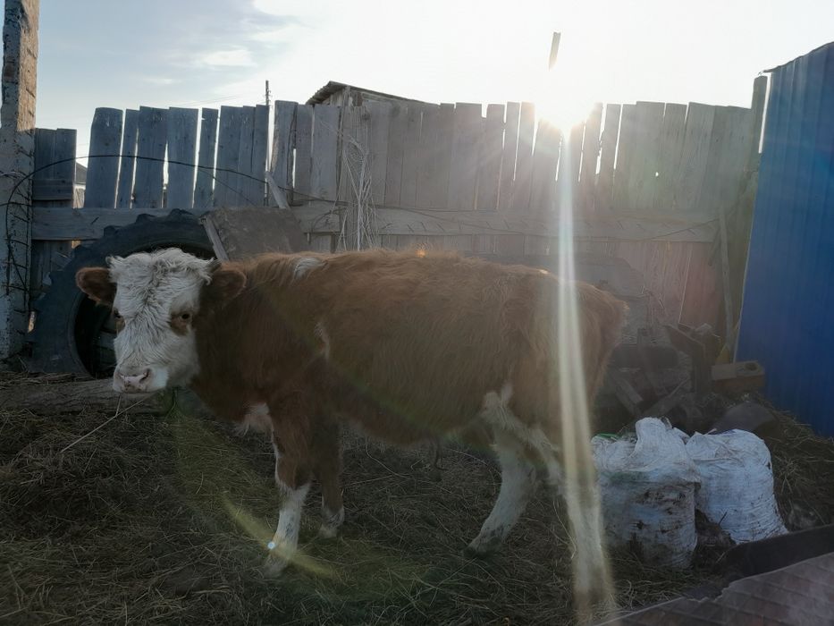 Продам бычков 6-7 месяцев