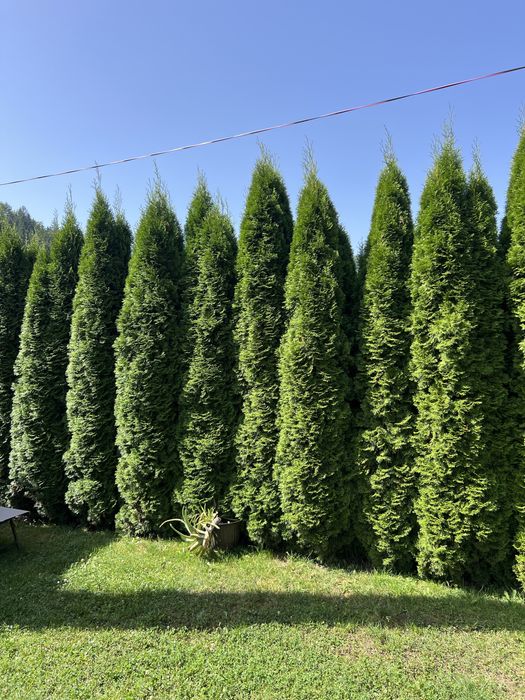 Tuia Smaragd Aclimatizata 4-5m