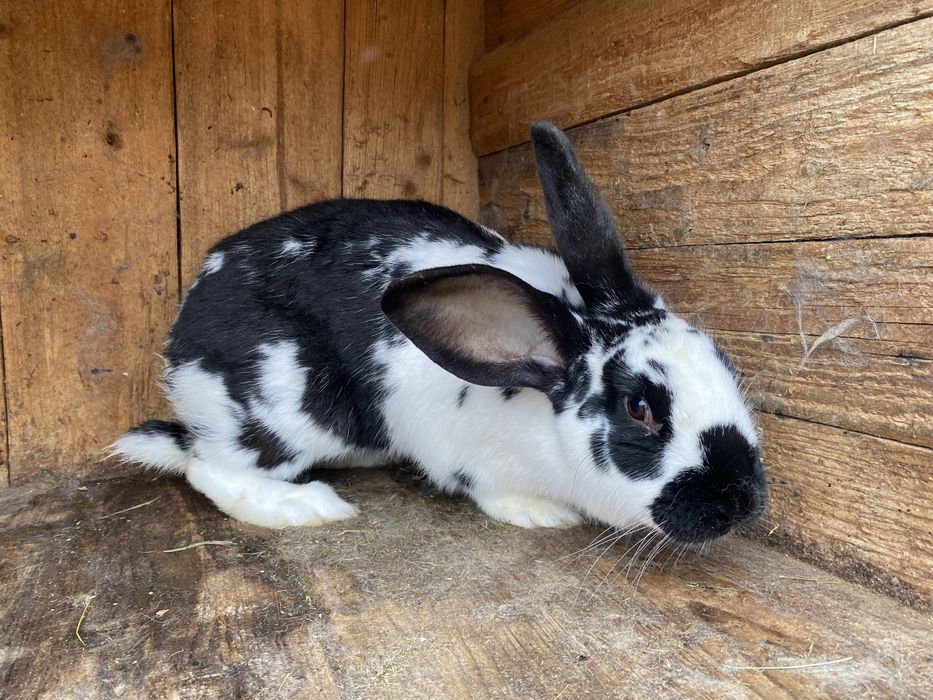 Vand iepuroaică Fluture German