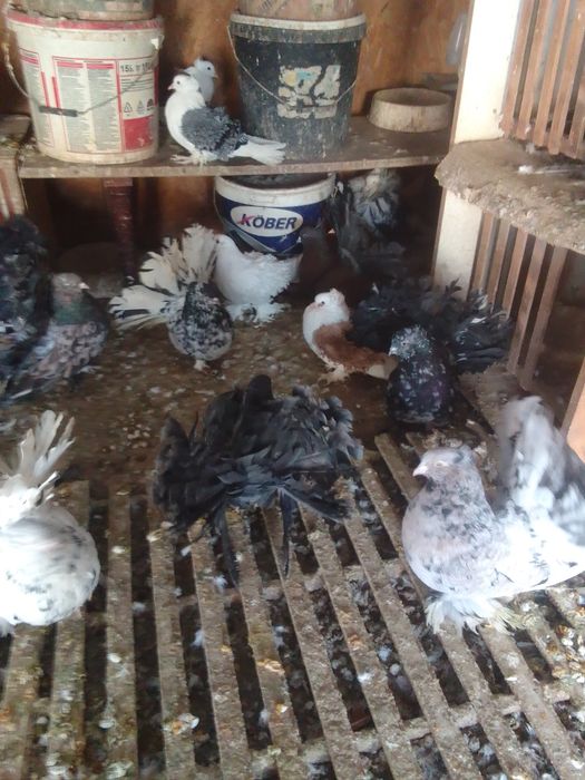 Porumbei voltat indian