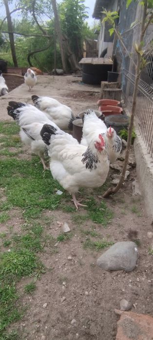Ouă de incubat de sussex herminat deschis