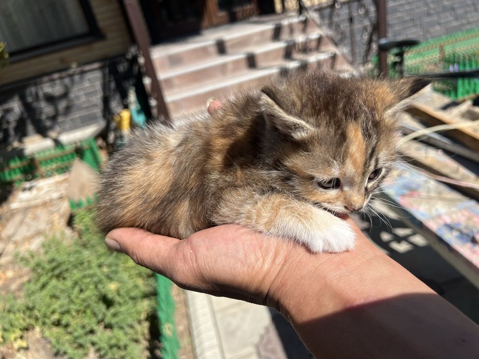 Отдадим котят в хорошие руки