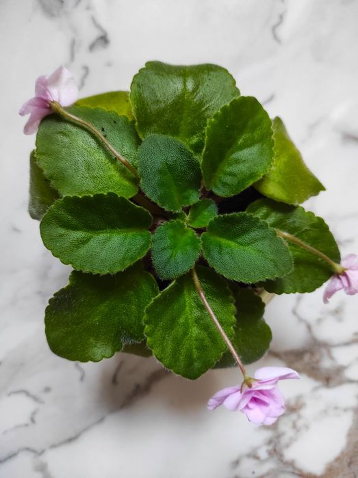 Фиалка молодая продам