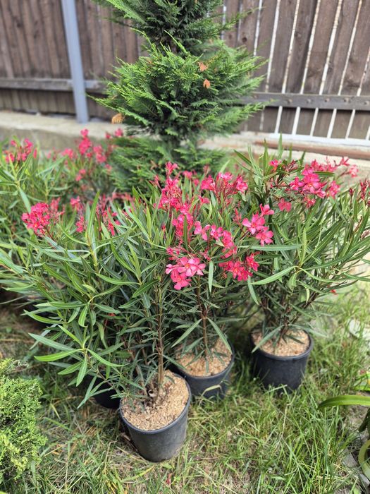 Cedrus Palmierii magnolia gardifloral etc