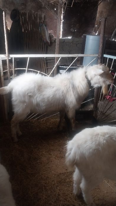 Занен текесі сатылады