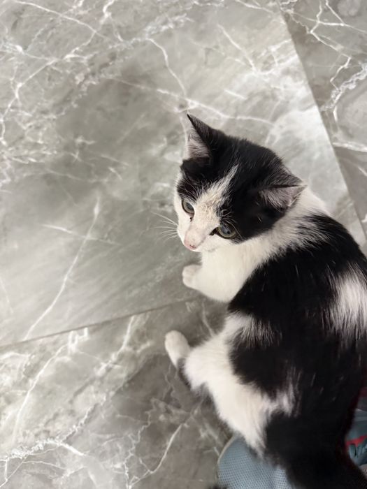 Котёнок в хорошие руки
