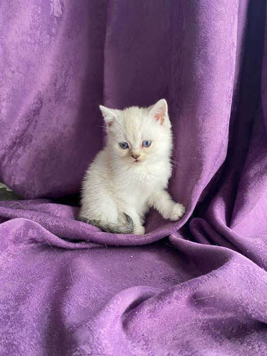 Продам котенка шиншила окрас