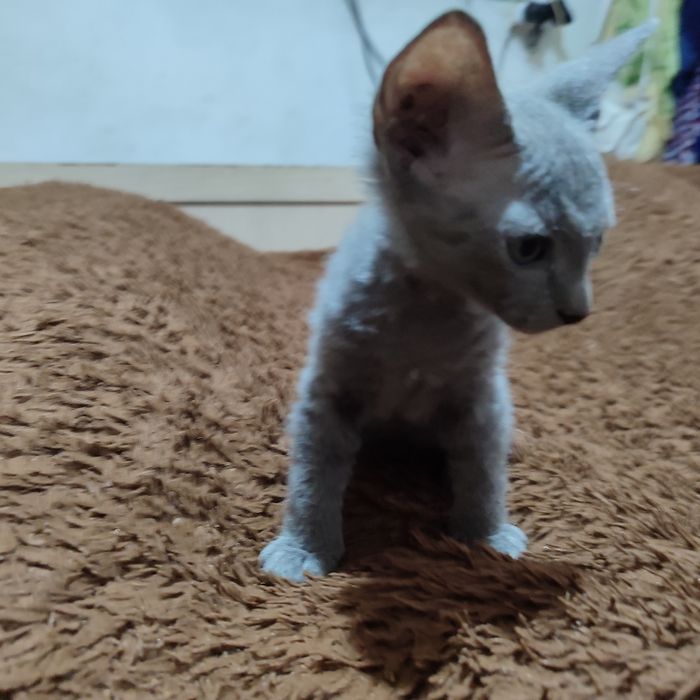Продам котят сфинксов