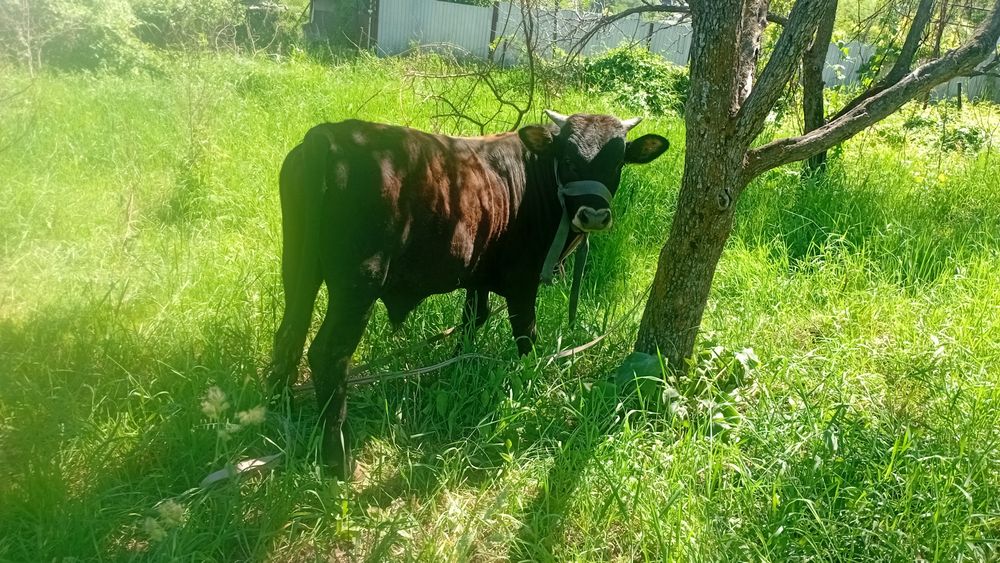 Бұқаша сатылады бір жас