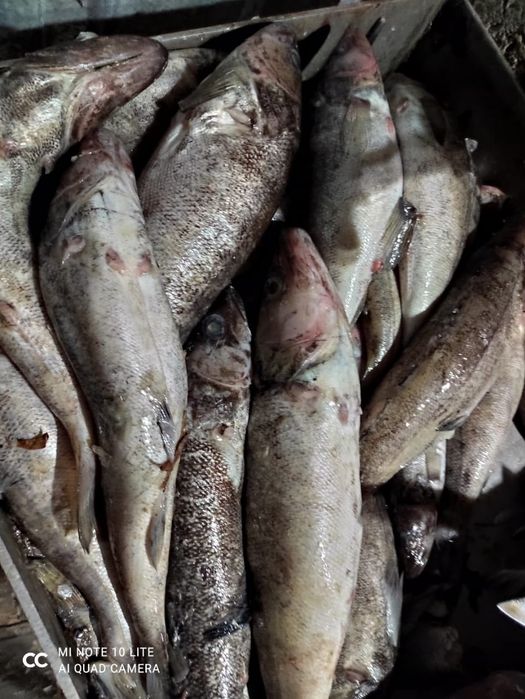 Свежий Судак морской