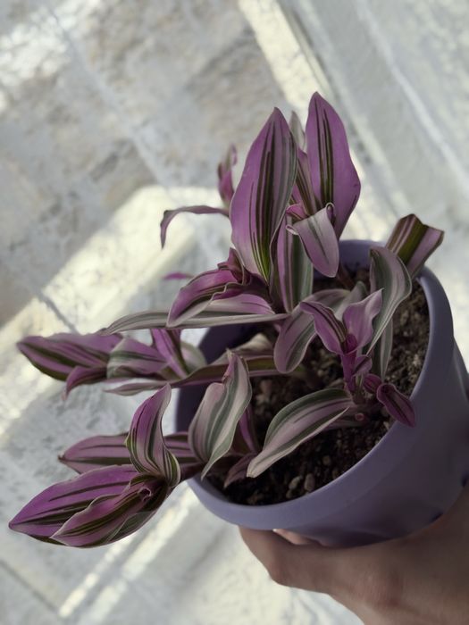 Хлорофитум детки