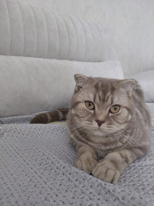 Кот Шотландская Вислоухая