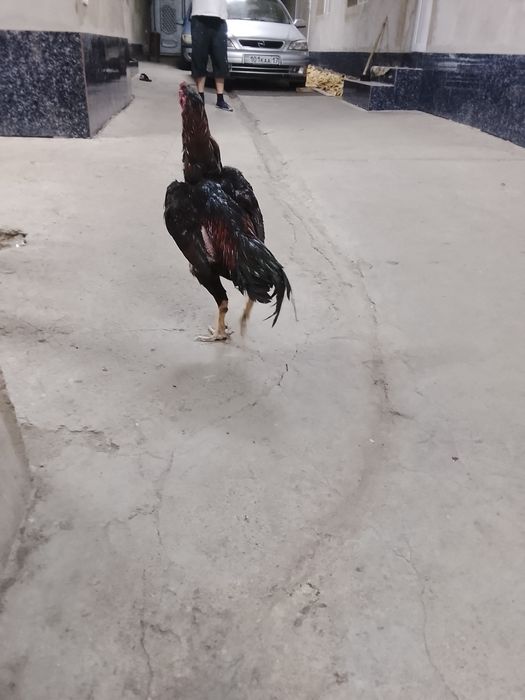 Дакан туляк кораз сатылад