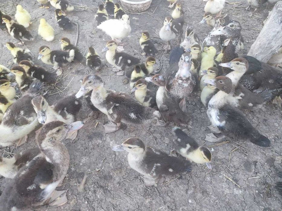 Продам молодых индоуток. Индоутята. Индоутки