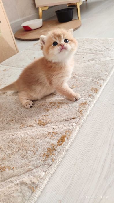 Готовится к продаже котята Золотые Шиншиллы