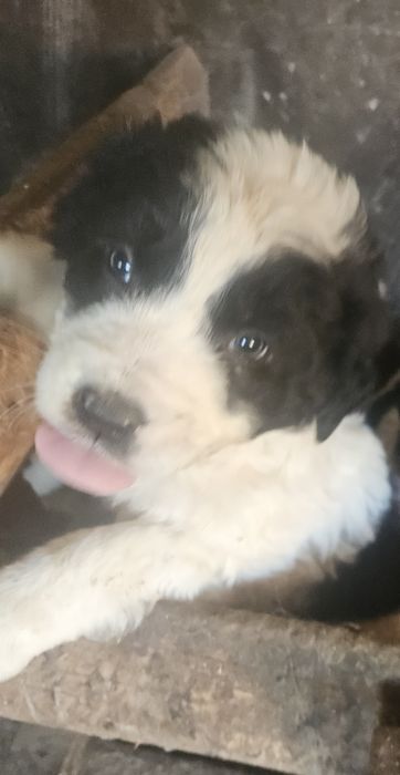 Каракачанска овчарка