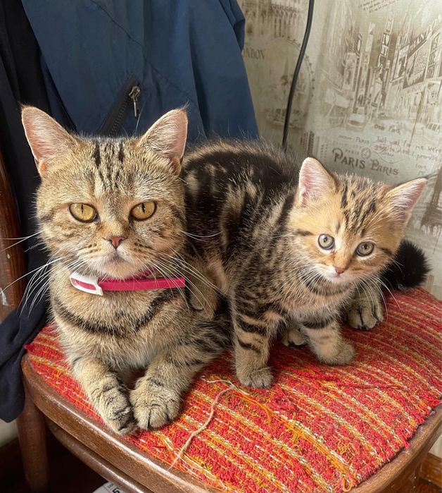 Продам котят британцы