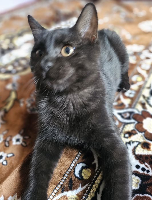 Котенок мальчик...