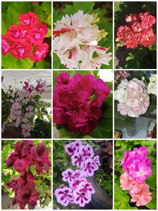 Продам цветы  укоренённые