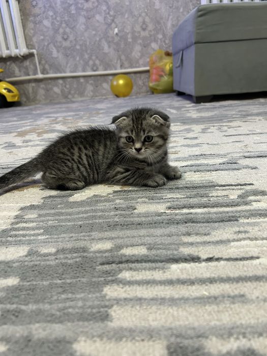 Продам котенка вислоухого