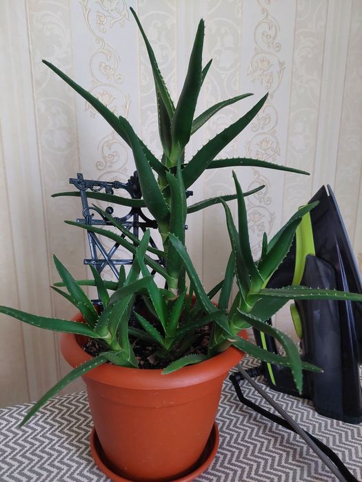 Продам цветок Алое (столетник)