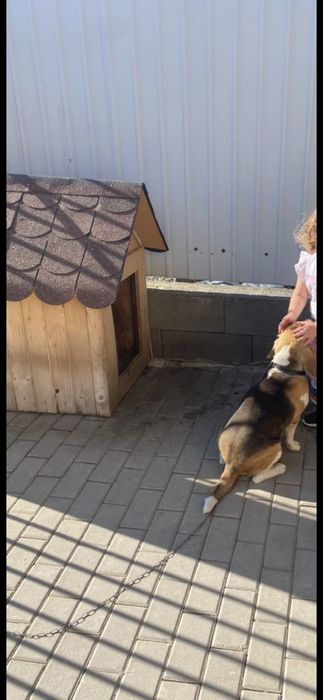 Donez cățel de rasa bigal