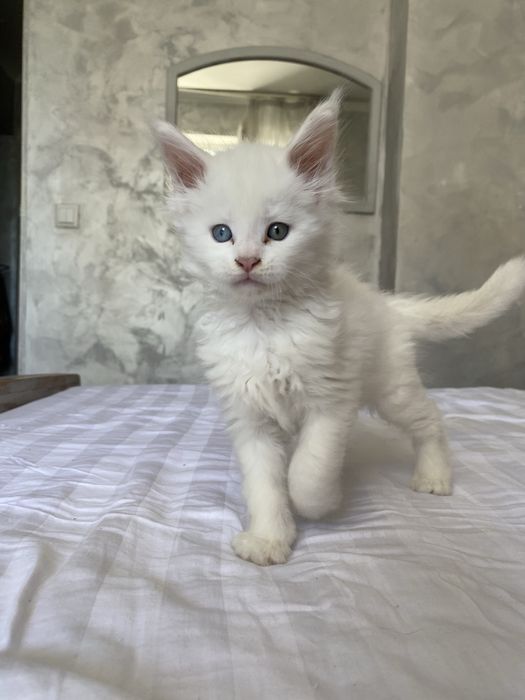 Продам котенка мейн кун