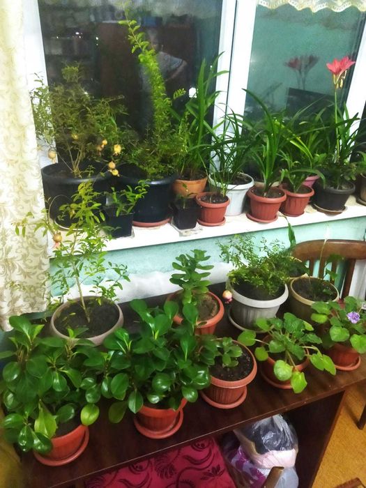 Цветы разные Гранаты