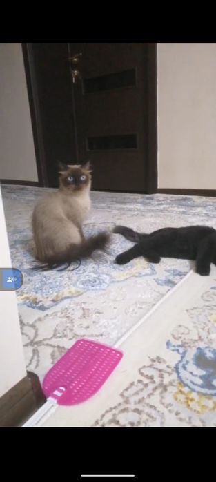 Сиамиская кошкий