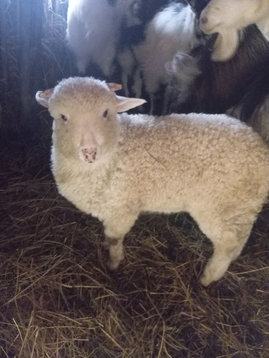 De vânzare doi miei