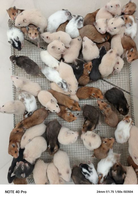 Хомички разных окрасов оптом