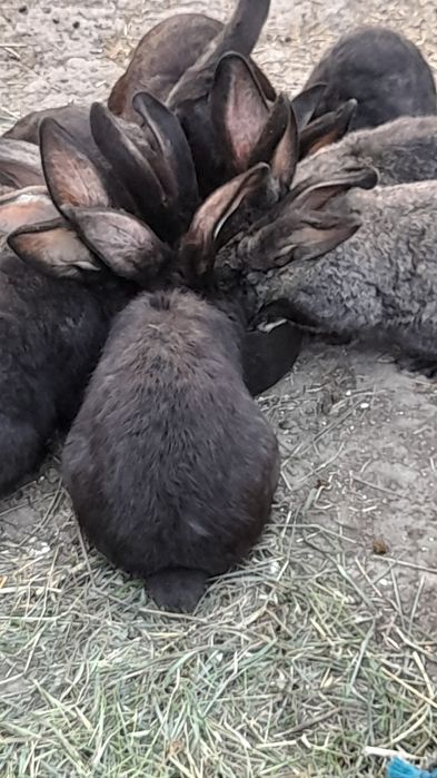 Se vinde 10 epuri uriaș german