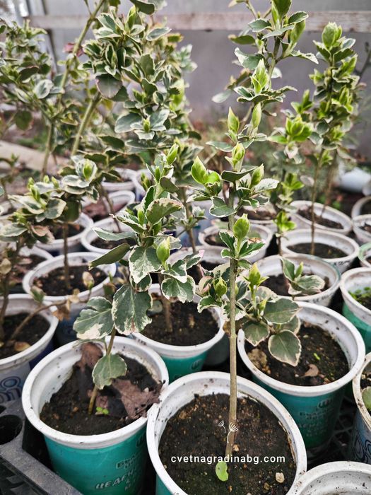 Радиканс Златен и Сребрист пикиран в кофички