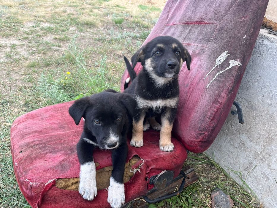 Отдам щенят в добрые руки