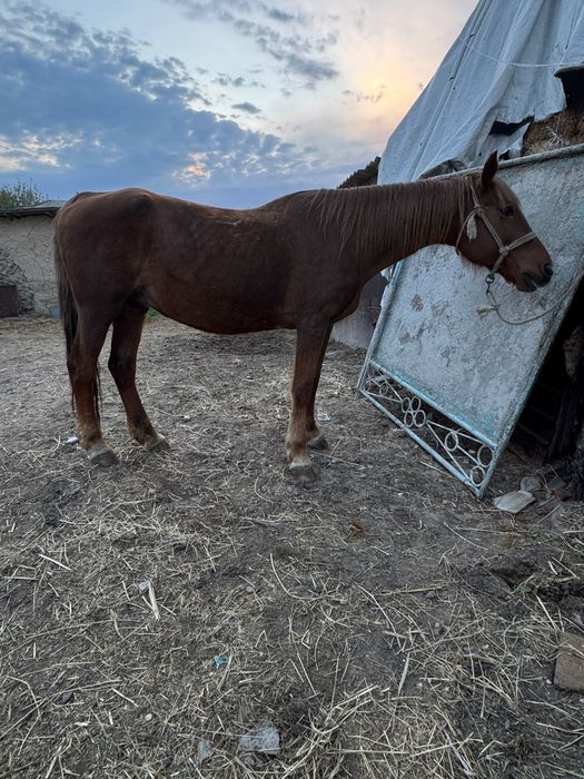Бие байтал кобыла