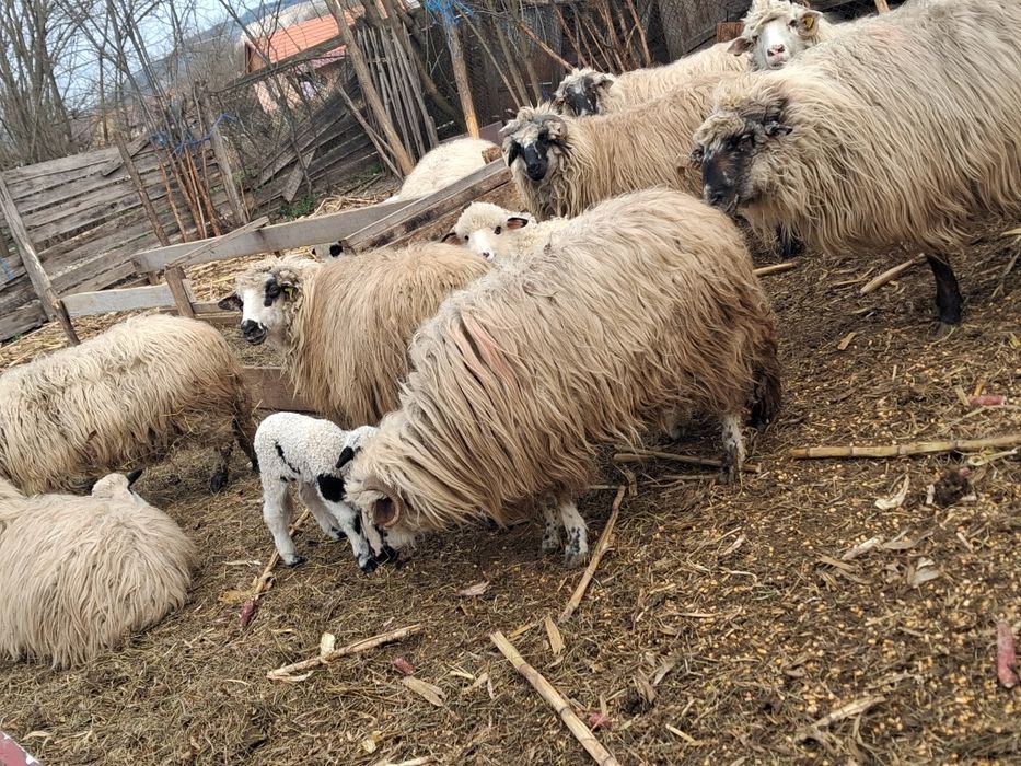 Vand oi cu miei mai multe detali la telefon