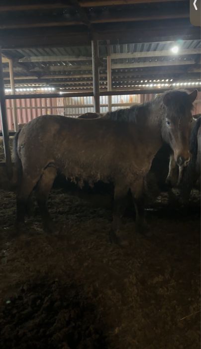 Айгыр  жәбы 4 жасар