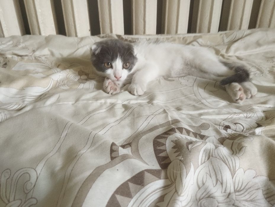 Отдам котенка в добрые руки
